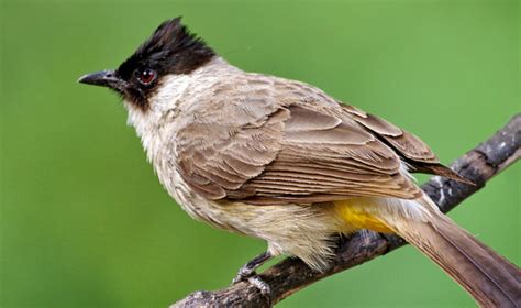 Kode alam dapat burung kutilang  Tidak terbatas pada waktu dan tempat